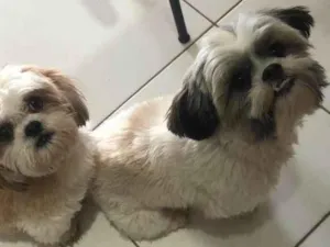 Cachorro raça Shitzu idade 1 ano nome Chica e Zé