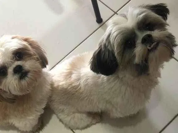 Cachorro ra a Shitzu idade 1 ano nome Chica e Zé