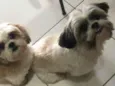 Chica e Zé