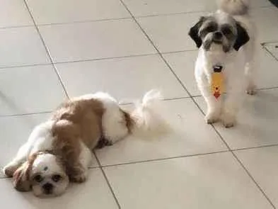 Cachorro ra a Shitzu idade 1 ano nome Chica e Zé