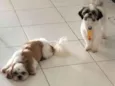 Chica e Zé