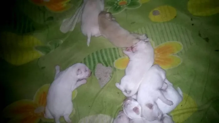 Cachorro ra a sem raça definida idade Abaixo de 2 meses nome sem nome