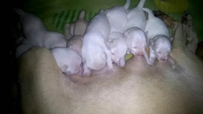 Cachorro ra a sem raça definida idade Abaixo de 2 meses nome sem nome