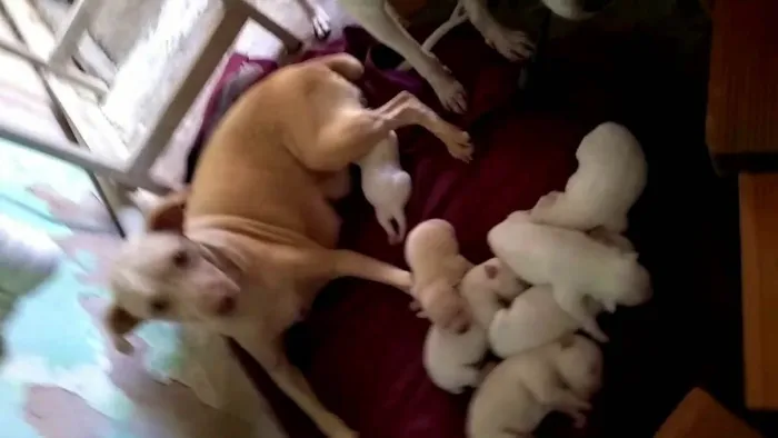 Cachorro ra a sem raça definida idade Abaixo de 2 meses nome sem nome