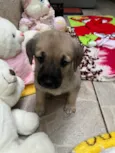 Cachorro raça SRD idade Abaixo de 2 meses nome Sem Nome 
