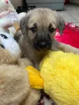 Cachorro raça SRD idade Abaixo de 2 meses nome Sem Nome 