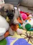 Cachorro raça SRD idade Abaixo de 2 meses nome Sem Nome 