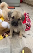 Cachorro raça SRD idade Abaixo de 2 meses nome Sem Nome 