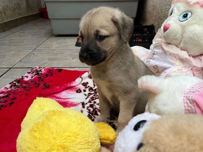 Cachorro raça SRD idade Abaixo de 2 meses nome Sem Nome 