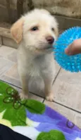 Cachorro raça SRD  idade Abaixo de 2 meses nome Sem Nome