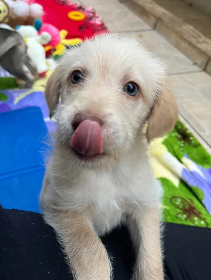 Cachorro raça SRD  idade Abaixo de 2 meses nome Sem Nome