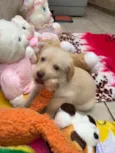 Cachorro raça SRD  idade Abaixo de 2 meses nome Sem Nome
