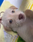Cachorro raça SRD  idade Abaixo de 2 meses nome Sem Nome