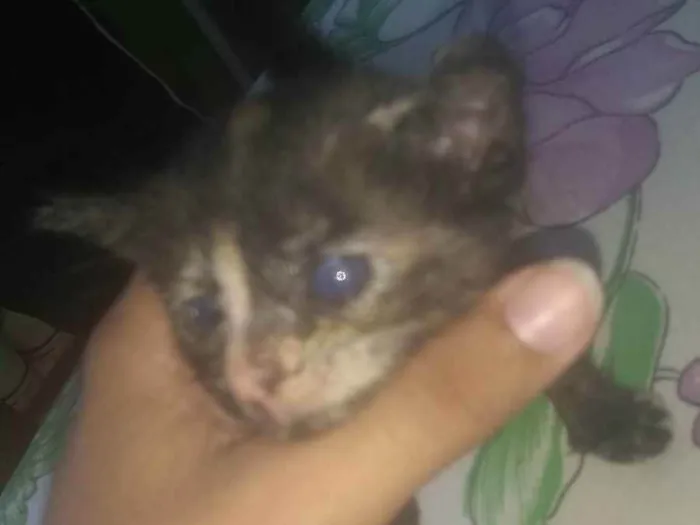 Gato ra a vira lata  idade Abaixo de 2 meses nome Lia