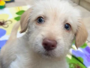 Cachorro raça SRD  idade Abaixo de 2 meses nome Sem Nome