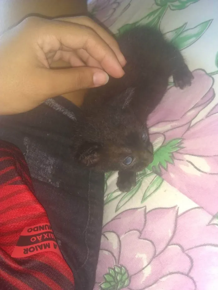 Gato ra a vira lata  idade Abaixo de 2 meses nome Bob