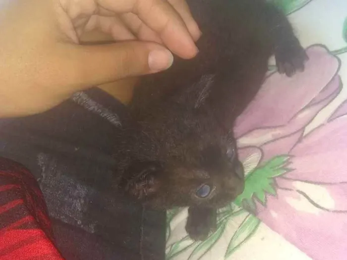 Gato ra a vira lata  idade Abaixo de 2 meses nome Bob