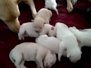 Cachorro raça sem raça definida idade Abaixo de 2 meses nome sem nome