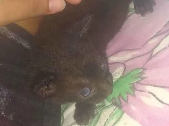 Gato ra a vira lata  idade Abaixo de 2 meses nome Bob