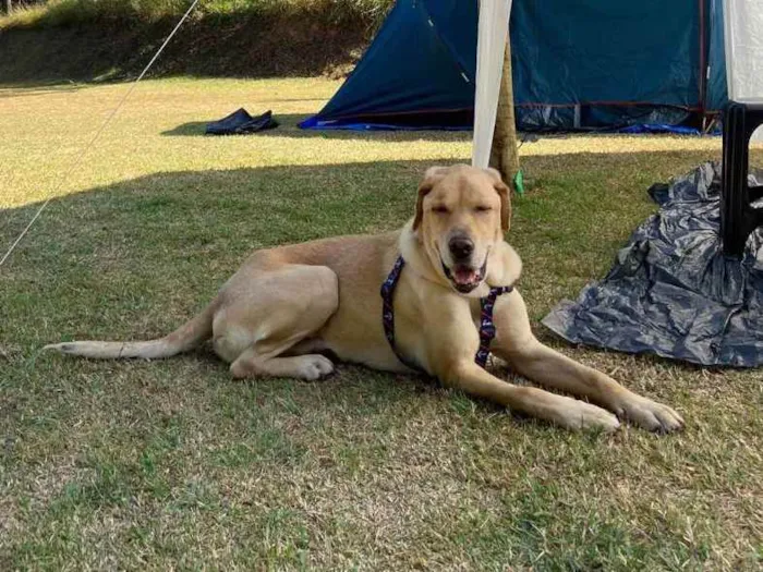 Cachorro raça Srd idade 1 ano nome Scooby