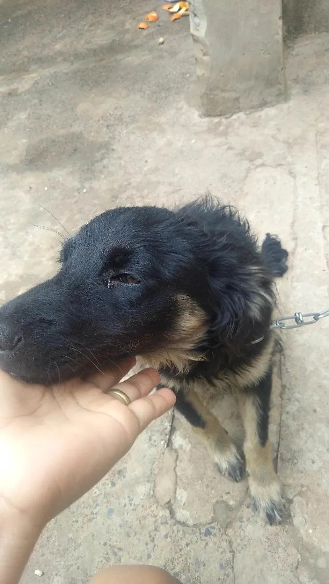 Cachorro ra a Não sei idade 7 a 11 meses nome Pretinha 