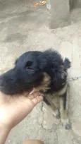 Pretinha