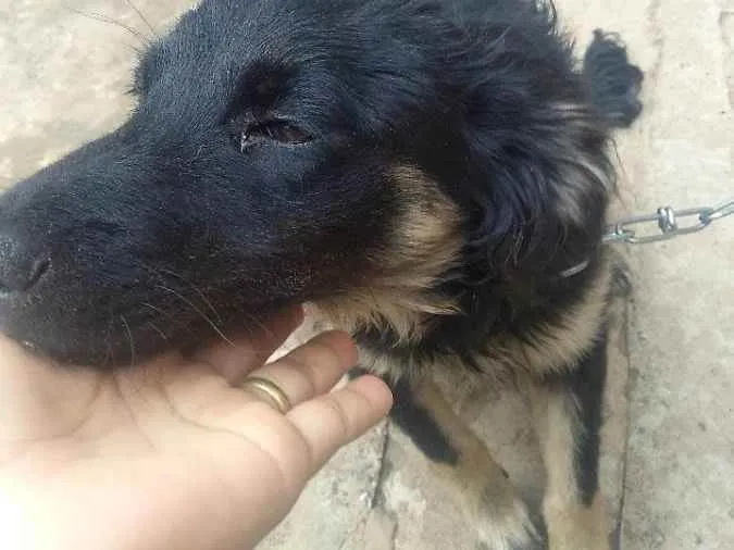 Cachorro ra a Não sei idade 7 a 11 meses nome Pretinha 