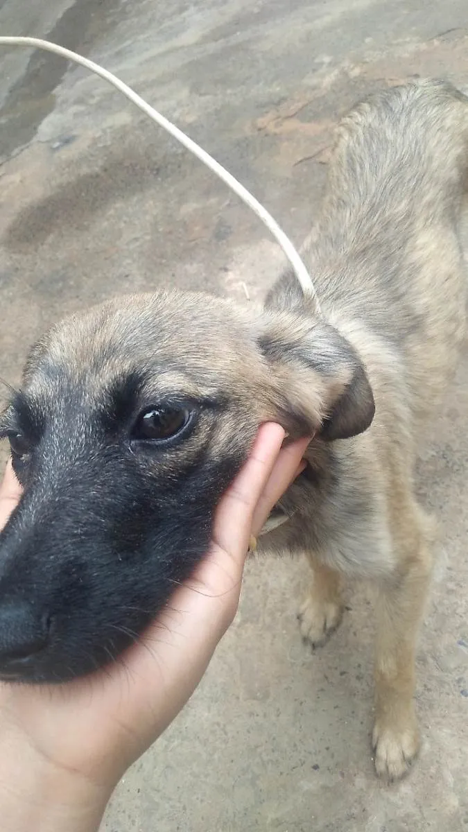 Cachorro ra a Não sei idade 7 a 11 meses nome Melzinha 