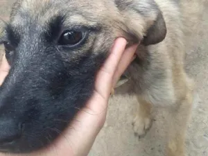 Cachorro raça Não sei idade 7 a 11 meses nome Melzinha 