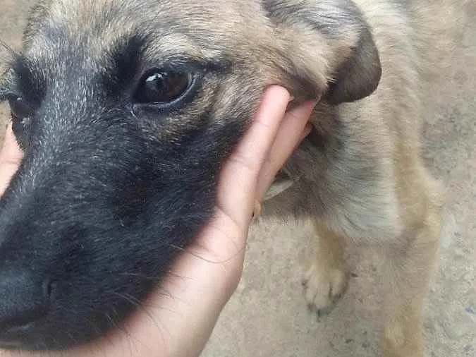 Cachorro ra a Não sei idade 7 a 11 meses nome Melzinha 