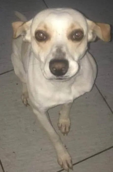 Cachorro ra a Vira lata  idade 1 ano nome Spike 