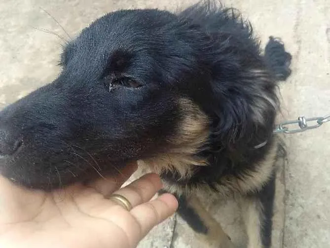 Cachorro ra a Não sei idade 7 a 11 meses nome Pretinha 