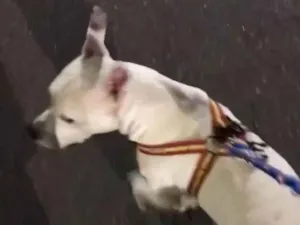 Cachorro raça PITBULL idade 2 anos nome THOR