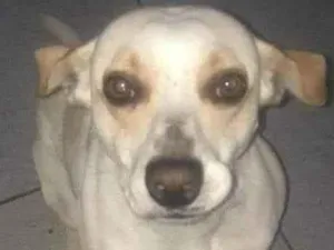 Cachorro raça Vira lata  idade 1 ano nome Spike 