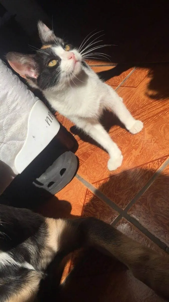 Gato ra a Tricolor idade 2 a 6 meses nome Kalehssi