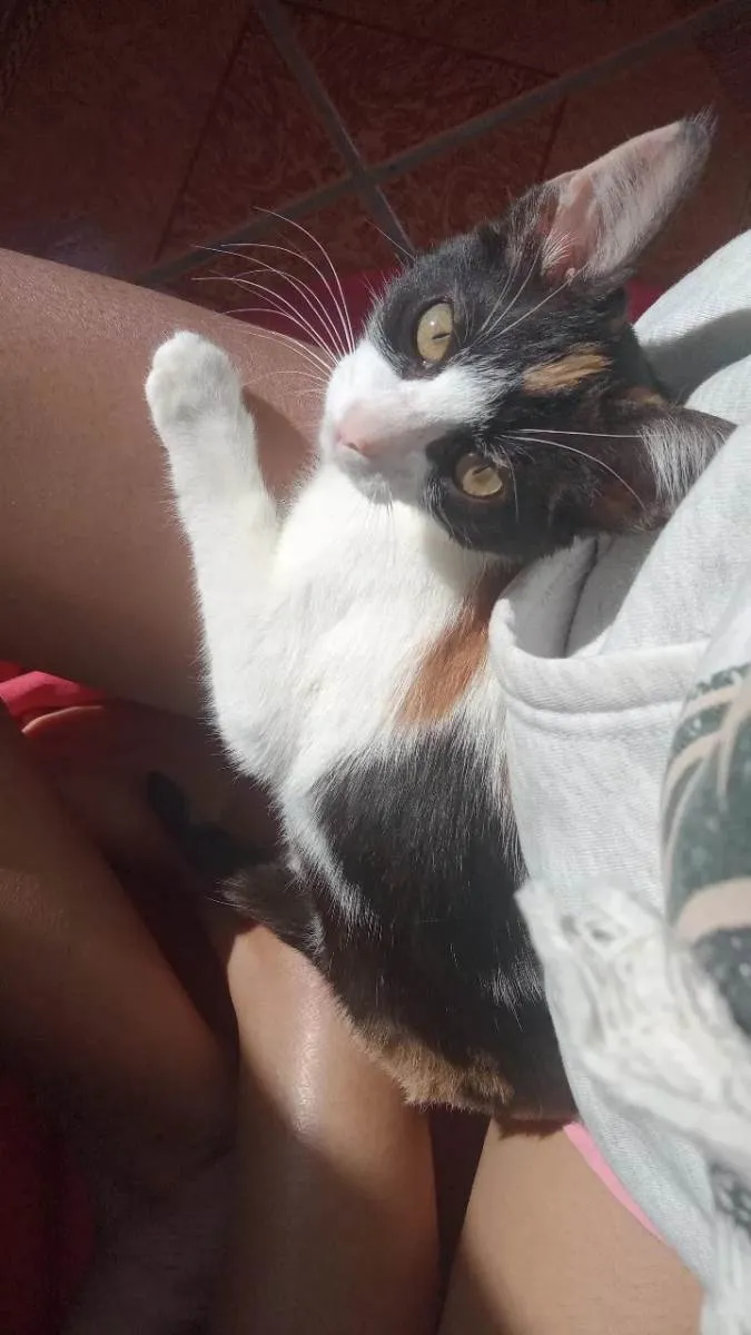 Gato ra a Tricolor idade 2 a 6 meses nome Kalehssi