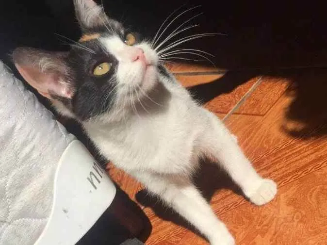 Gato ra a Tricolor idade 2 a 6 meses nome Kalehssi