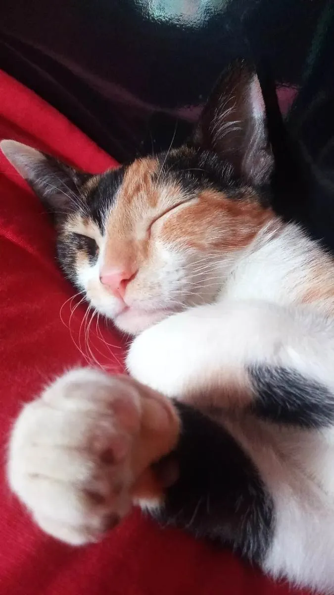 Gato ra a Tricolor idade 2 a 6 meses nome Beck