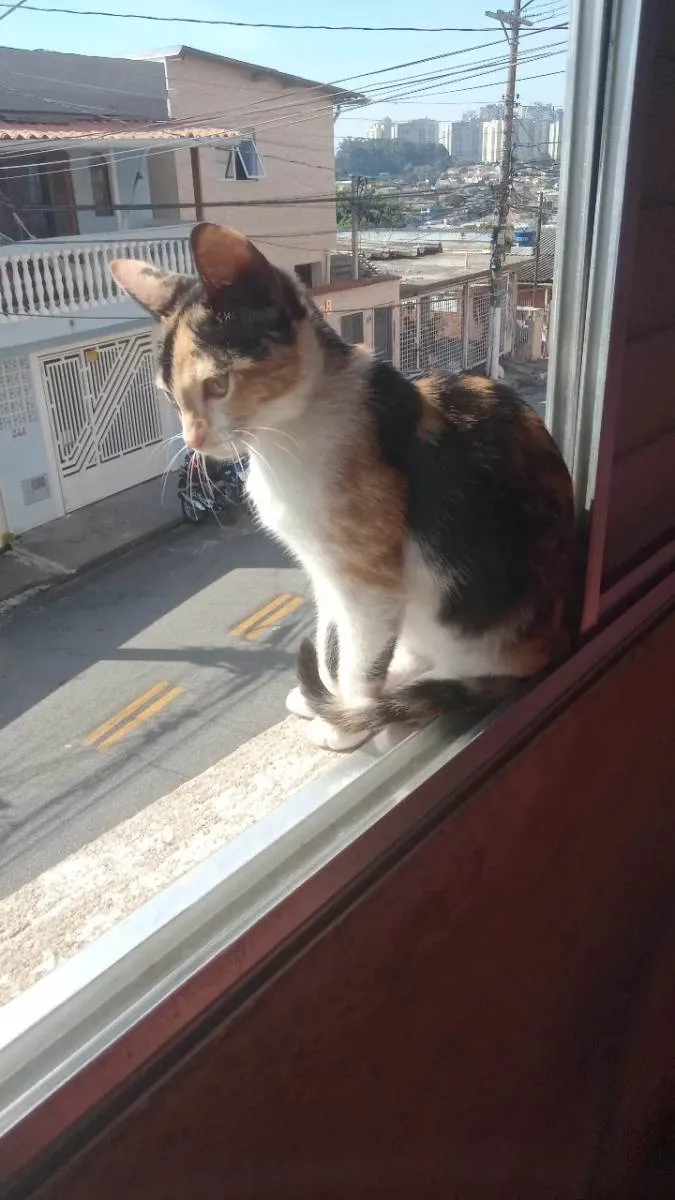 Gato ra a Tricolor idade 2 a 6 meses nome Beck