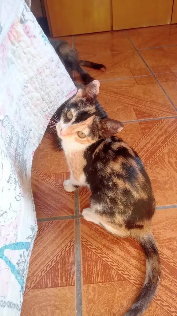 Gato ra a Tricolor idade 2 a 6 meses nome Beck