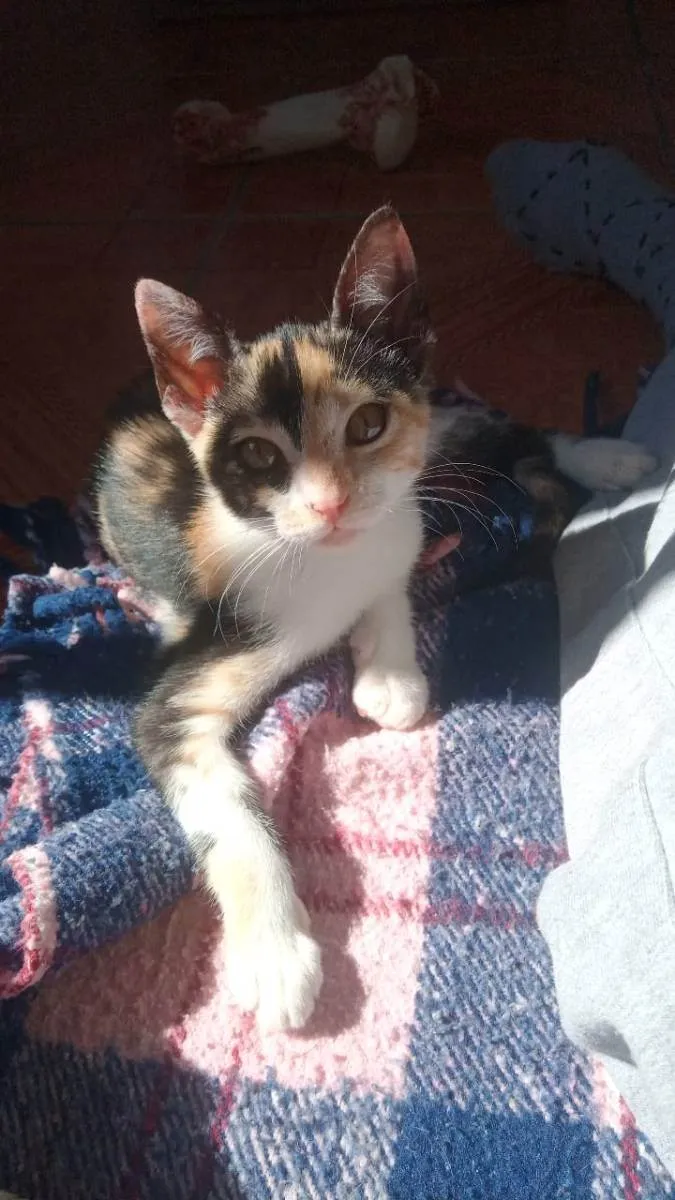 Gato ra a Tricolor idade 2 a 6 meses nome Beck