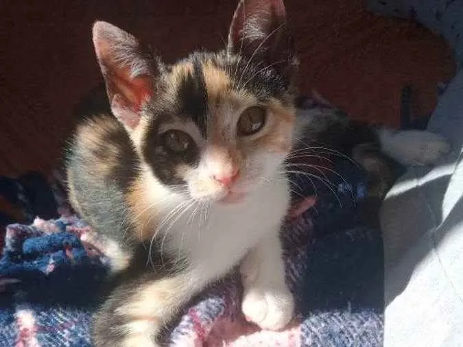 Gato ra a Tricolor idade 2 a 6 meses nome Beck