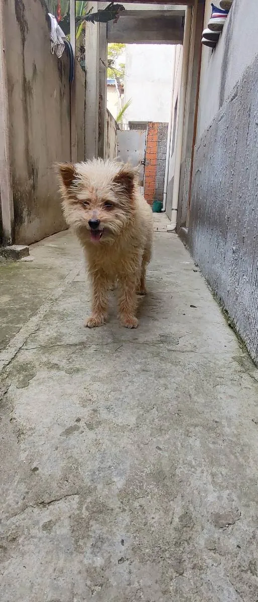 Cachorro ra a Poodle com viralata  idade 6 ou mais anos nome Fred 