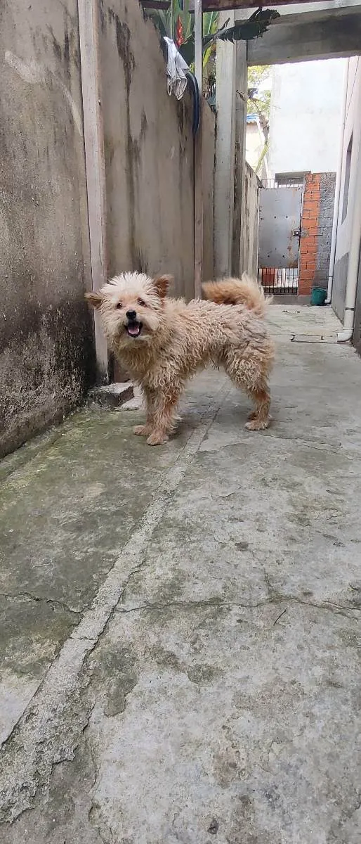 Cachorro ra a Poodle com viralata  idade 6 ou mais anos nome Fred 