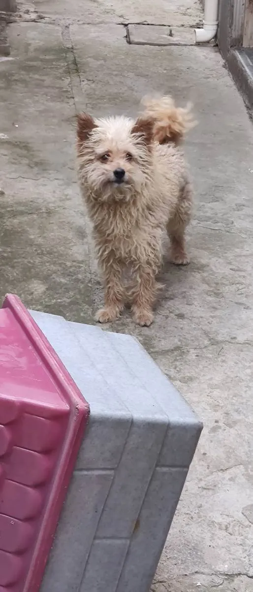 Cachorro ra a Poodle com viralata  idade 6 ou mais anos nome Fred 