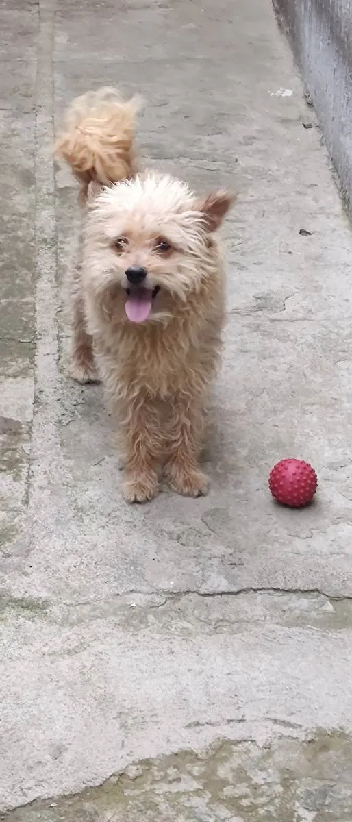 Cachorro ra a Poodle com viralata  idade 6 ou mais anos nome Fred 