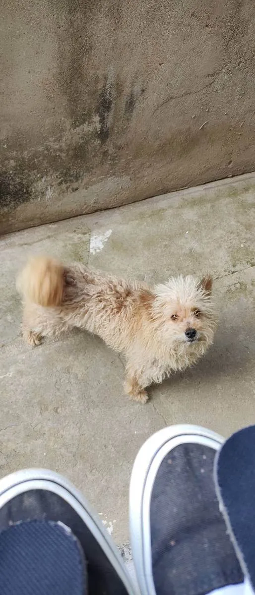 Cachorro ra a Poodle com viralata  idade 6 ou mais anos nome Fred 