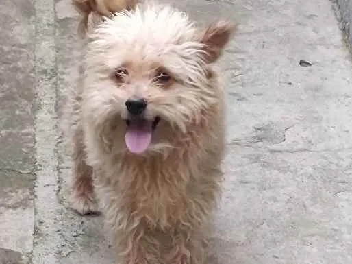 Cachorro ra a Poodle com viralata  idade 6 ou mais anos nome Fred 