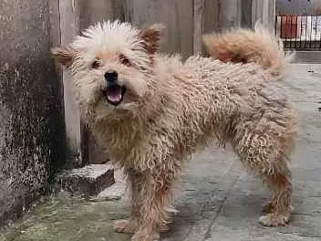 Cachorro ra a Poodle com viralata  idade 6 ou mais anos nome Fred 