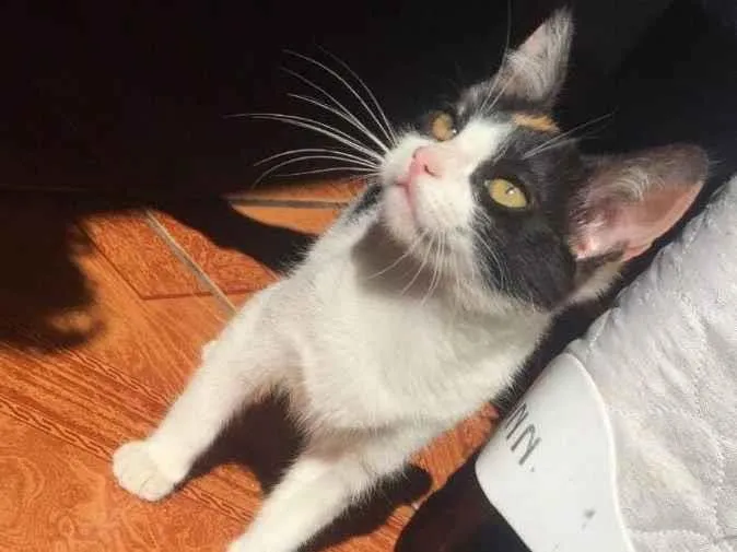 Gato ra a Tricolor idade 2 a 6 meses nome Kalehssi